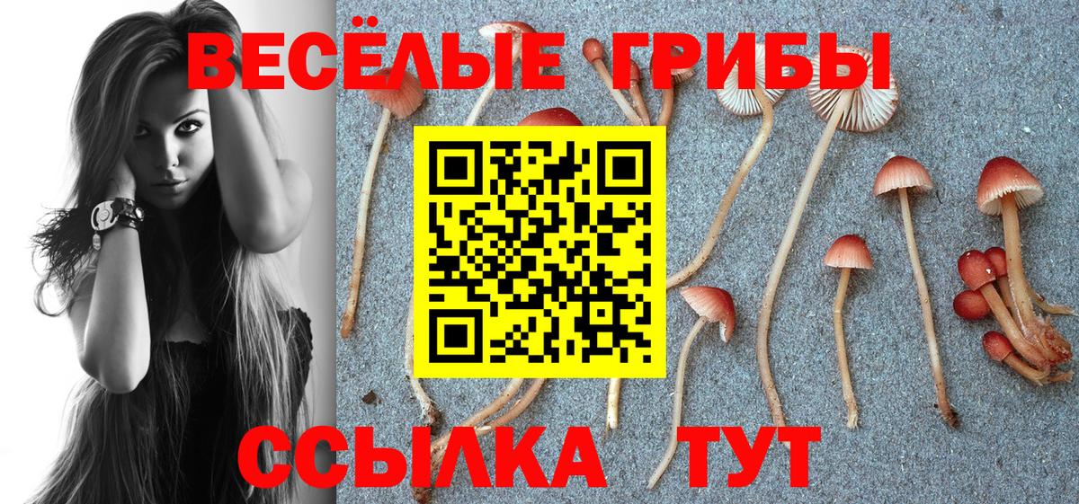 Галлюциногенные грибы Psilocybine cubensis Шелехов